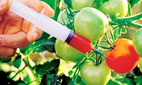 Klonlama və GMO