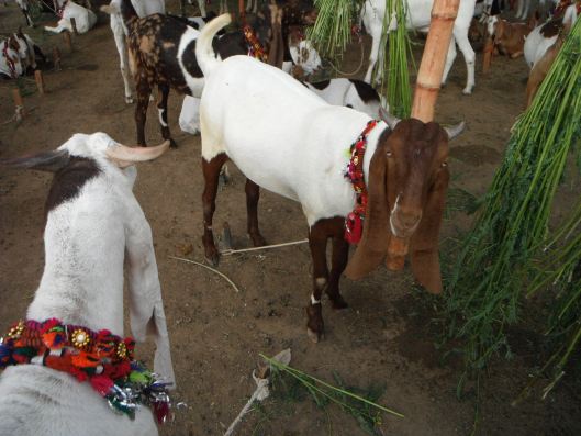 Əqiqə qurbanı neçə nəfərə verilir? Bu qurbanın fəlsəfəsi nədir?